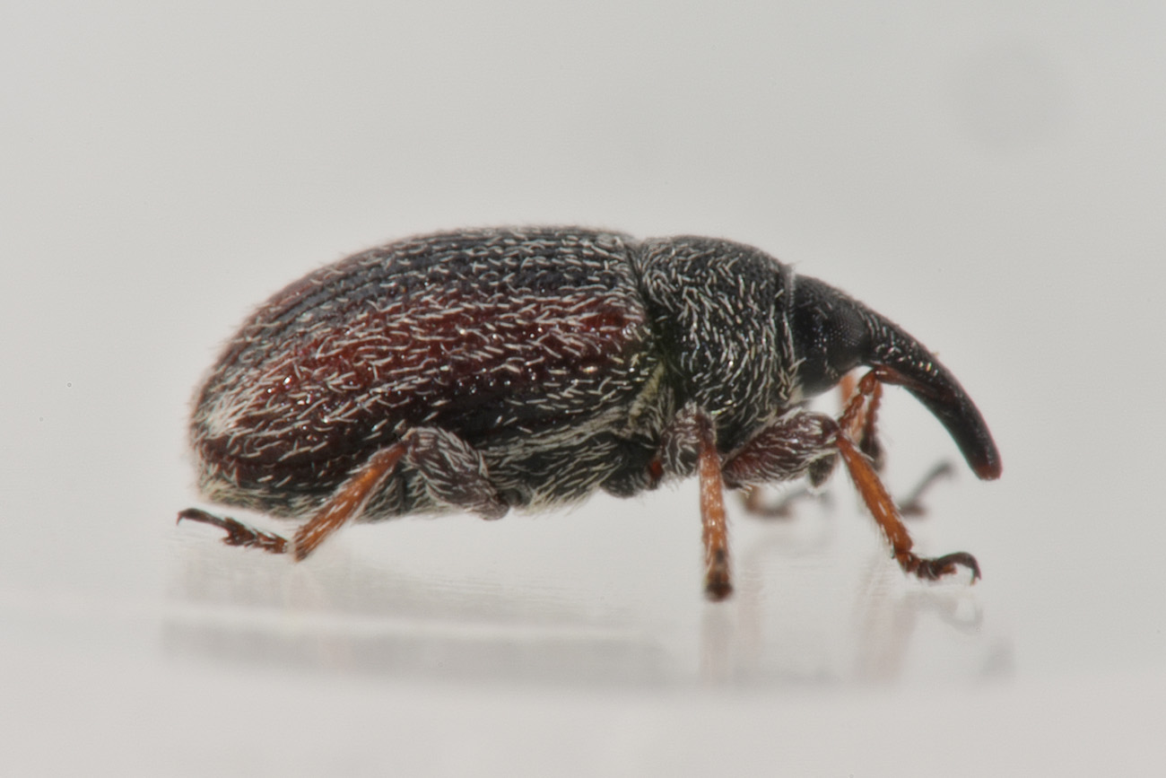 Gymnetron sp?   Sì,  Gymnetron rostellum
